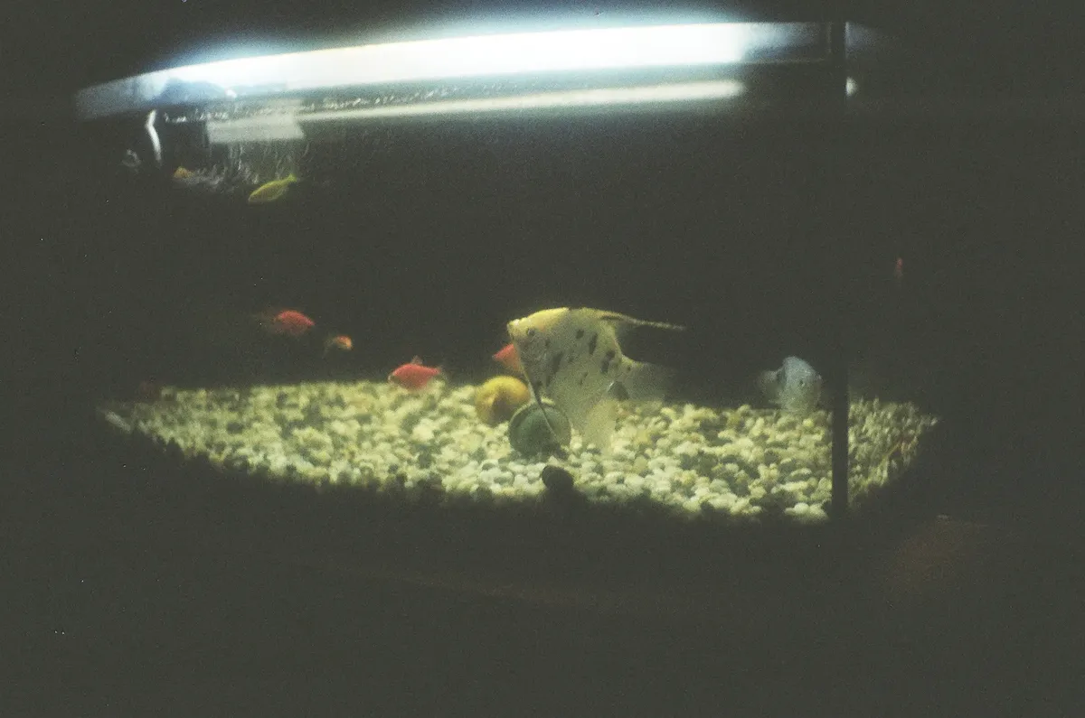 A tranquil aquarium scene featuring angelfish and colorful fish, captured in low light.