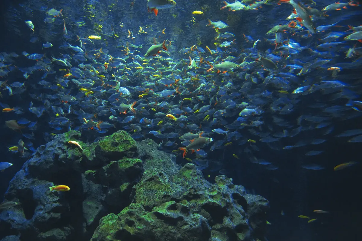 Dynamic underwater scene depicting a vibrant shoal of colorful fish swimming by coral reef.
