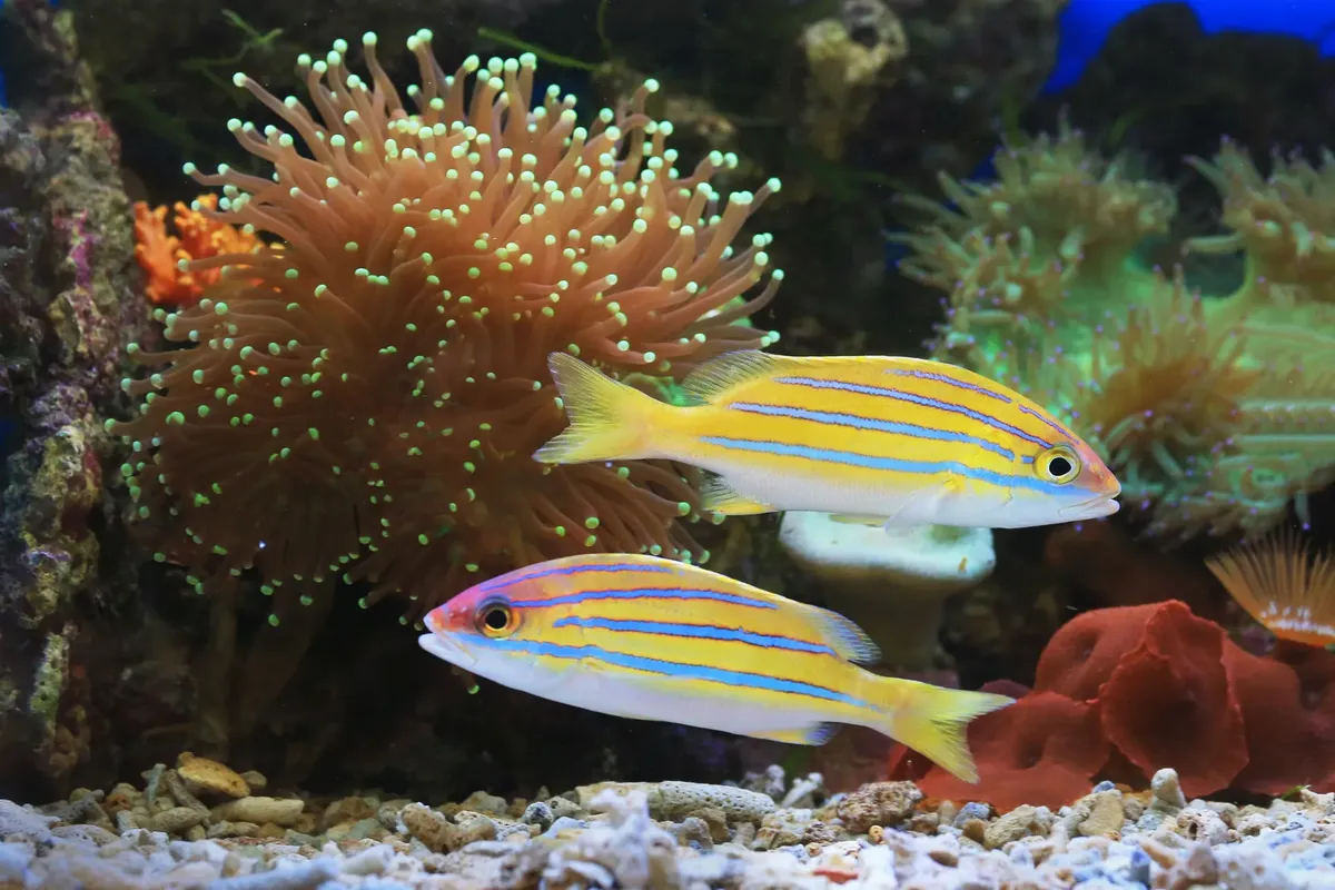 Colorful bluestripe snapper fish swimming among vibrant corals and anemones underwater.