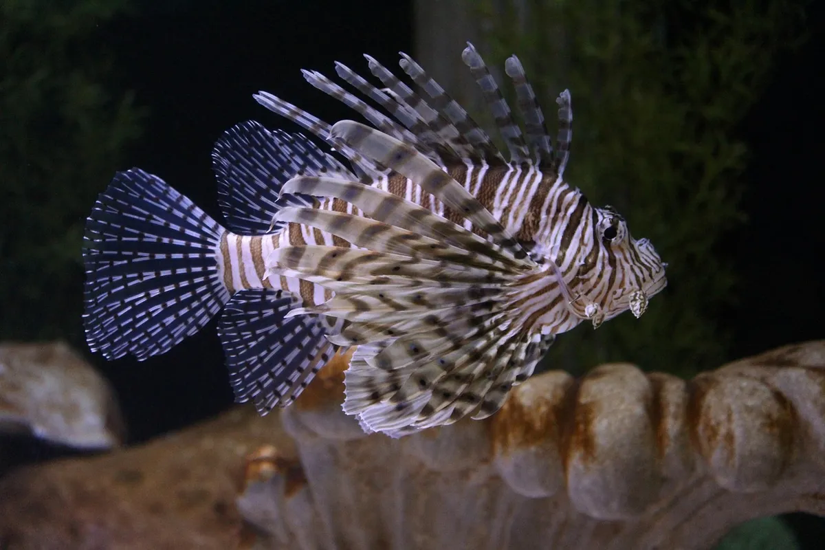 lion fish, saltwater fish, aquarium, nature, marine, animal