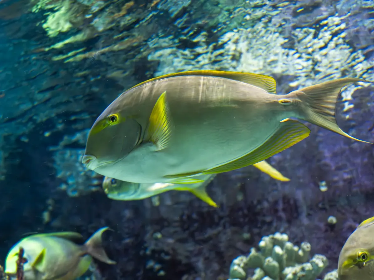Colorful tropical fish swimming in an underwater coral reef setting.