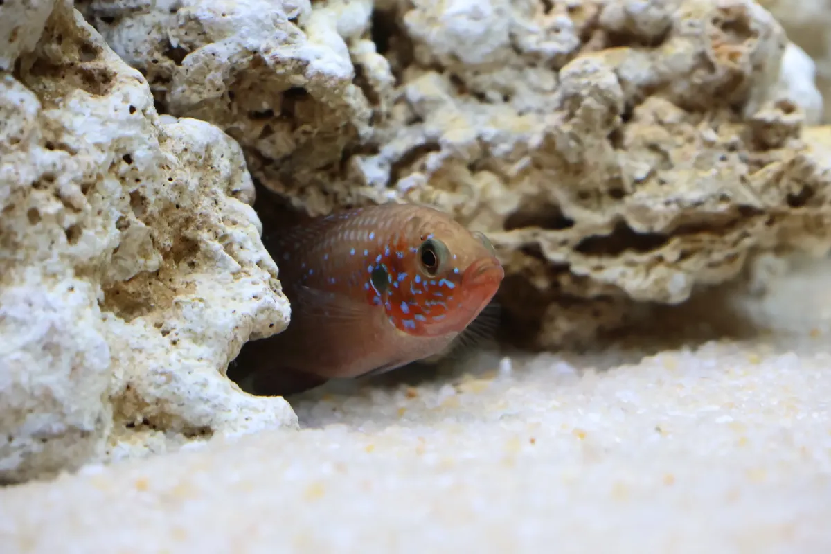 Vibrant tropical fish peeking out of limestone rocks in an aquarium.