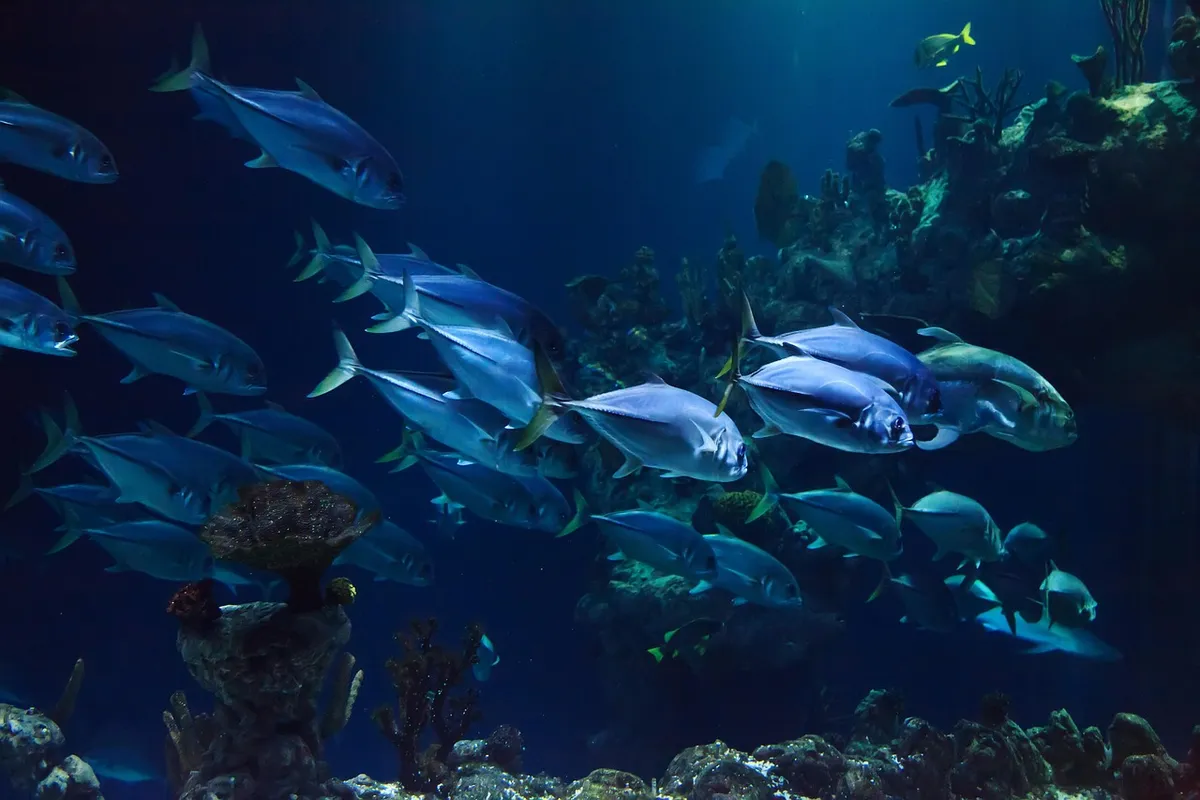 animal, aquarium, aquatic, coral, nature, deep, fish, marine, ocean, reef, scuba, sea, under, underwater, water
