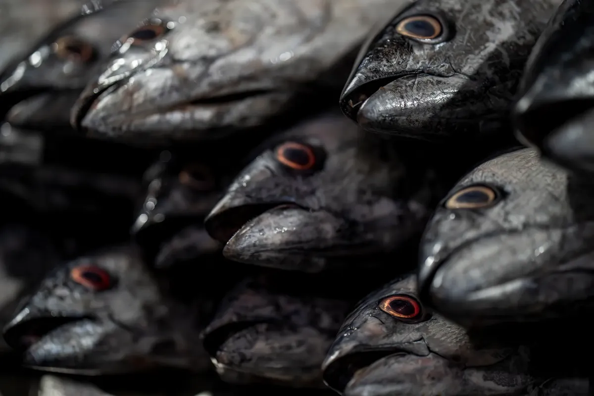 Close-up of fish heads at a seafood market in Bandar Abbas, Iran.