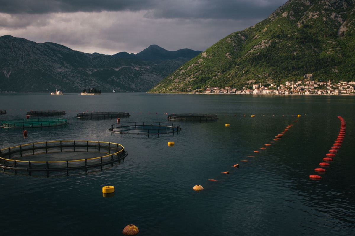 sistema de acuicultura modular en entorno marino
