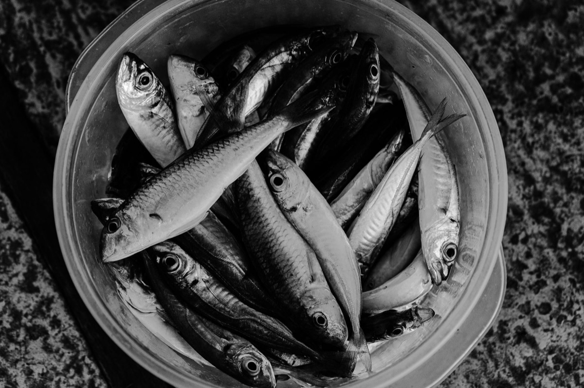 生分解性容器内の魚