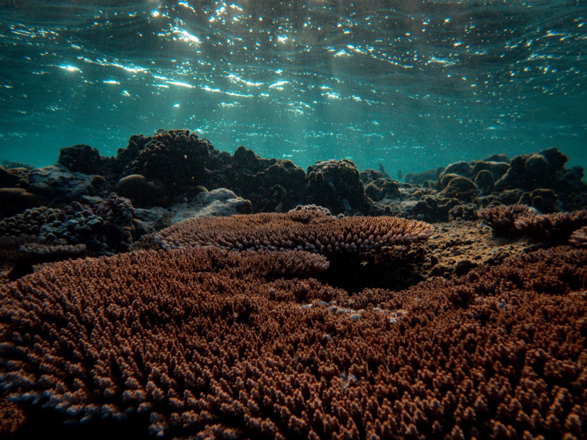 Un diagramma di un ecosistema marino con diversi pesci e organismi che si interconnettono