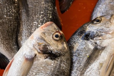 70% Vissoorten Onder Druk: MSY Biedt Levenslijn voor Oceaan