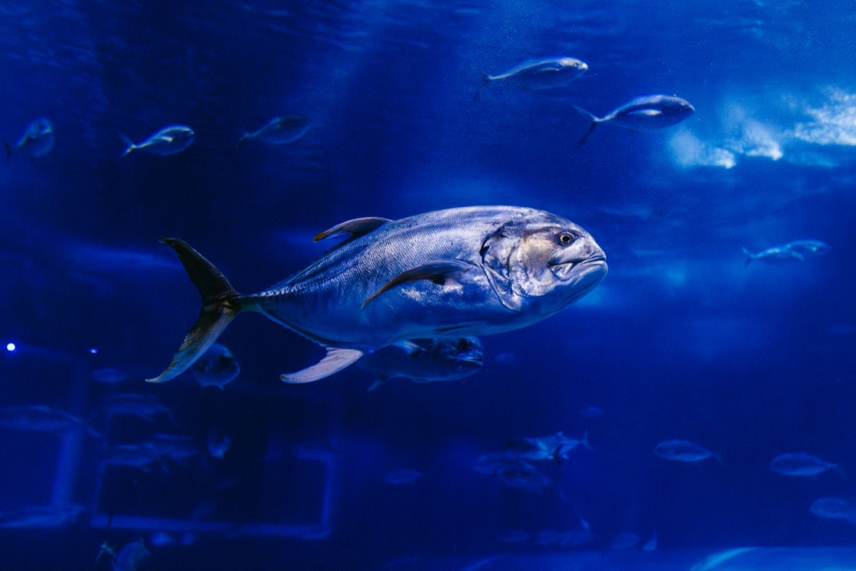 Blauwe vis in open zee