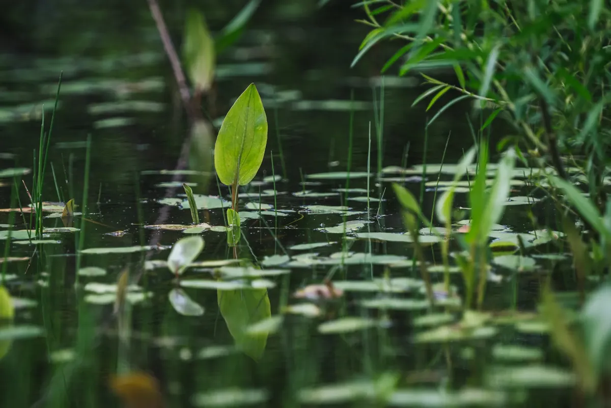 Serene pond with aquatic plants and vibrant green leaves reflecting on calm water.