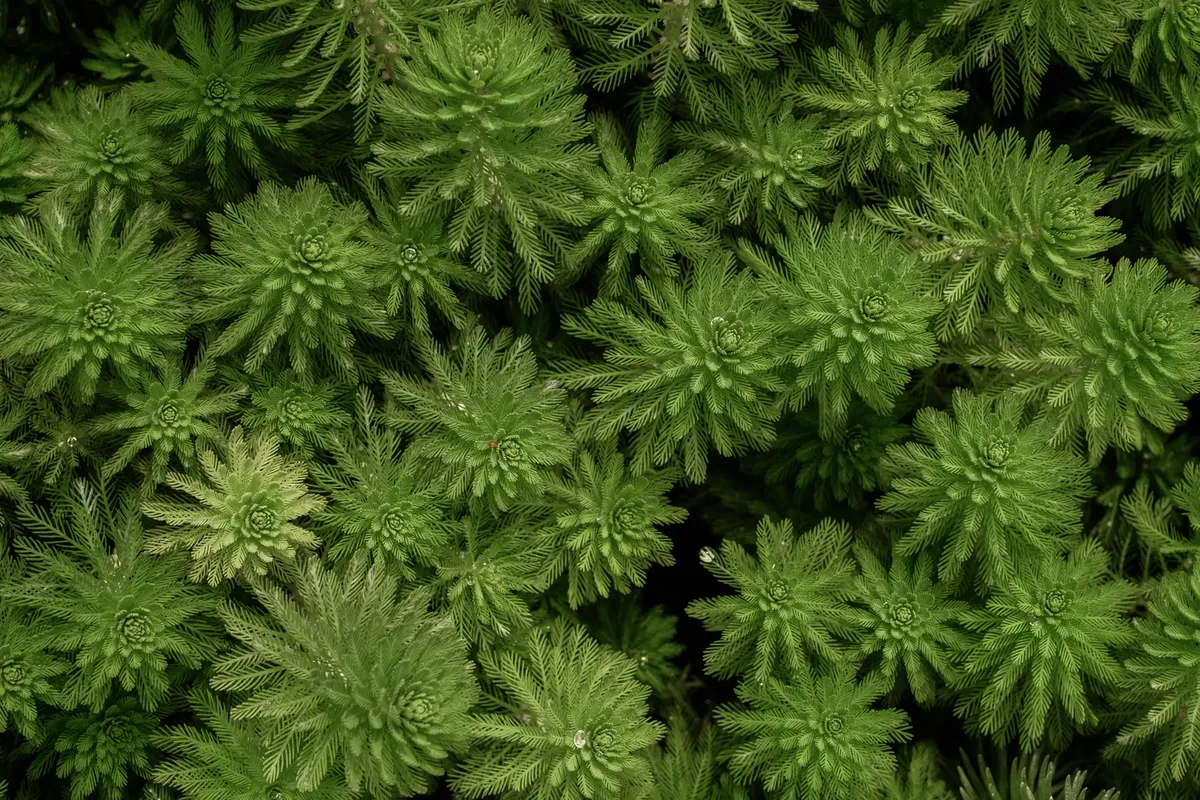 詳細觀賞鮮豔綠色水生植物，展現自然的紋理與紋路