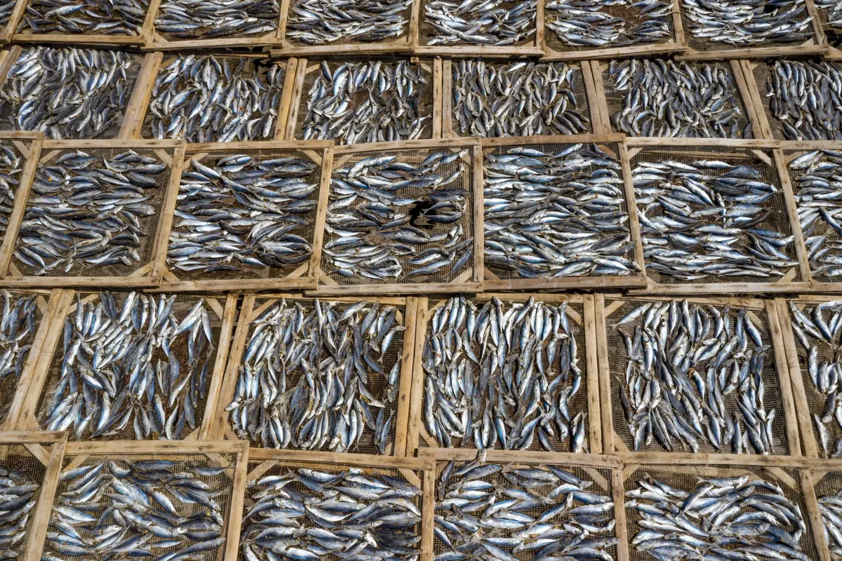 Aerial photograph showcasing an array of fish drying on wooden trays, captured from above.