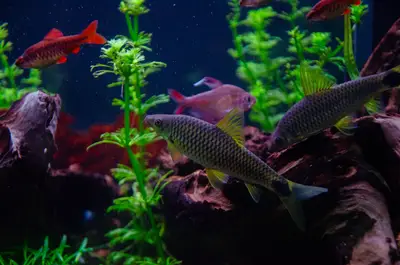Acuario peces: consejos para mantener equilibrio 100