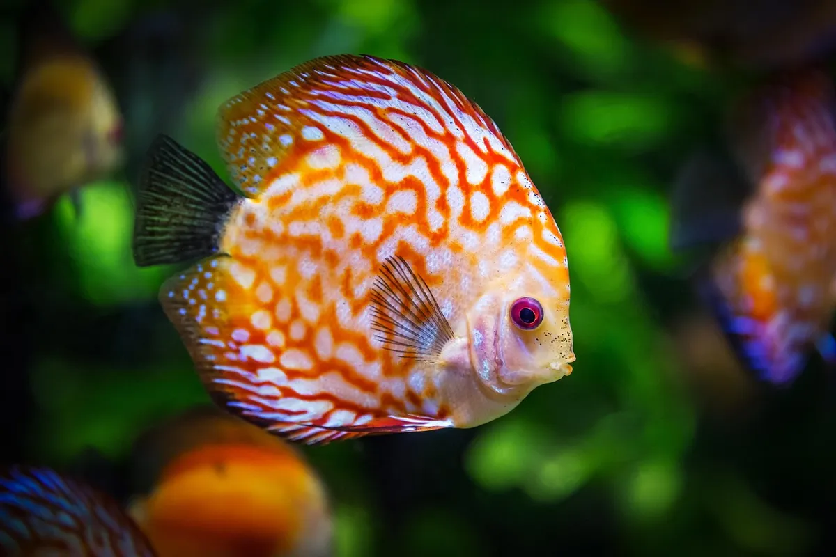 discus fish, fish, aquarium, fauna, symphysodon aequifasciatus, nature, animal, swim, underwater, aquatic, aquatic animal, scaly, fish, fish, fish, fish, fish