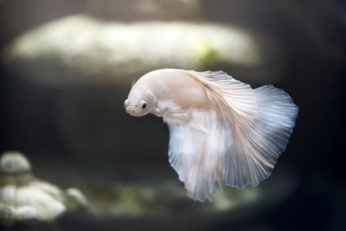 aquarium, fish, pet, betta, nature, siamese fighting fish, animal world, swimming, water, underwater, swim, tank, fish tank