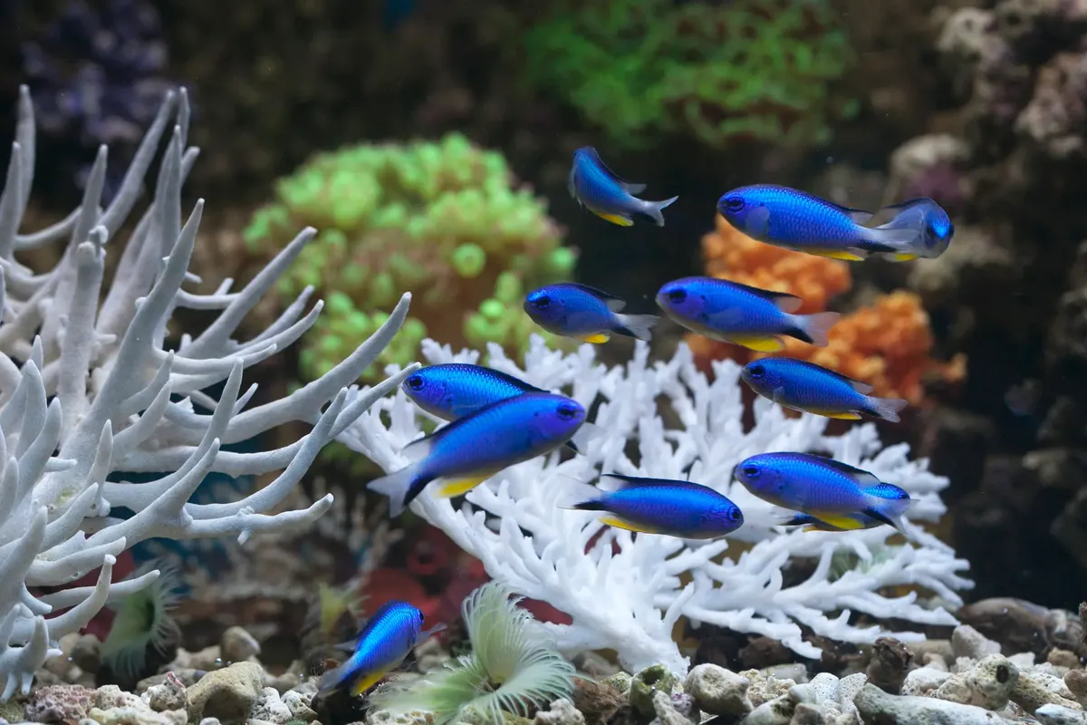 色鮮やかなブルー・ダマスカ fishが色鮮やかな珊瑚礁の中を泳いでいる水中のエコシステム。