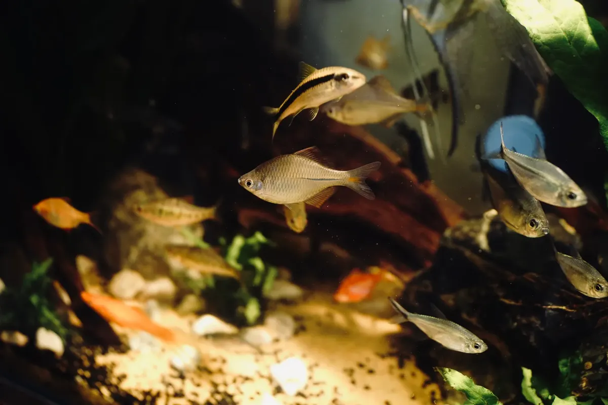 A vibrant scene of various tropical fish swimming amidst aquatic plants and rocks in a well-lit aquarium.