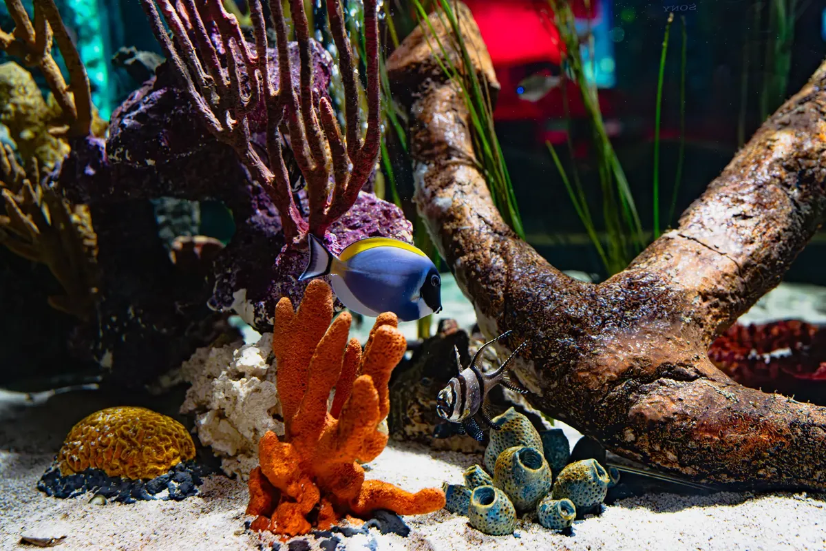 Colorful aquarium with fish and diverse marine corals captured vividly.