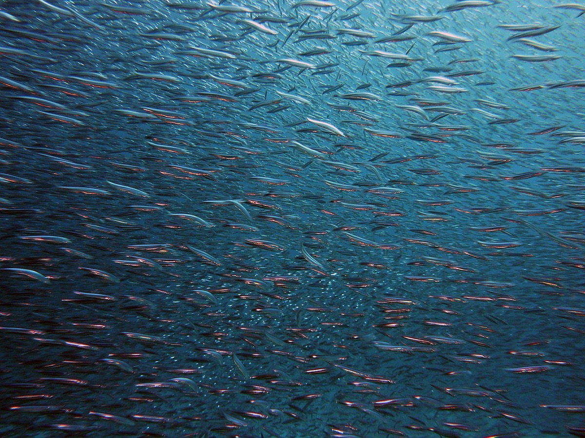 Ocean Health Guide: How Global Standards Balance Human Needs
