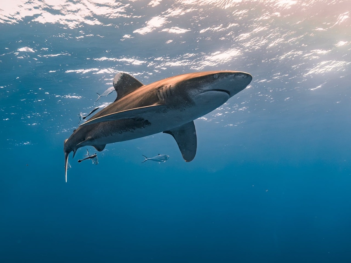 Ocean Health Guide: How Global Standards Balance Human Needs