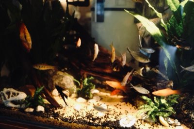 Risorse ittiche: tips per un acquario responsabile e sostenibile
