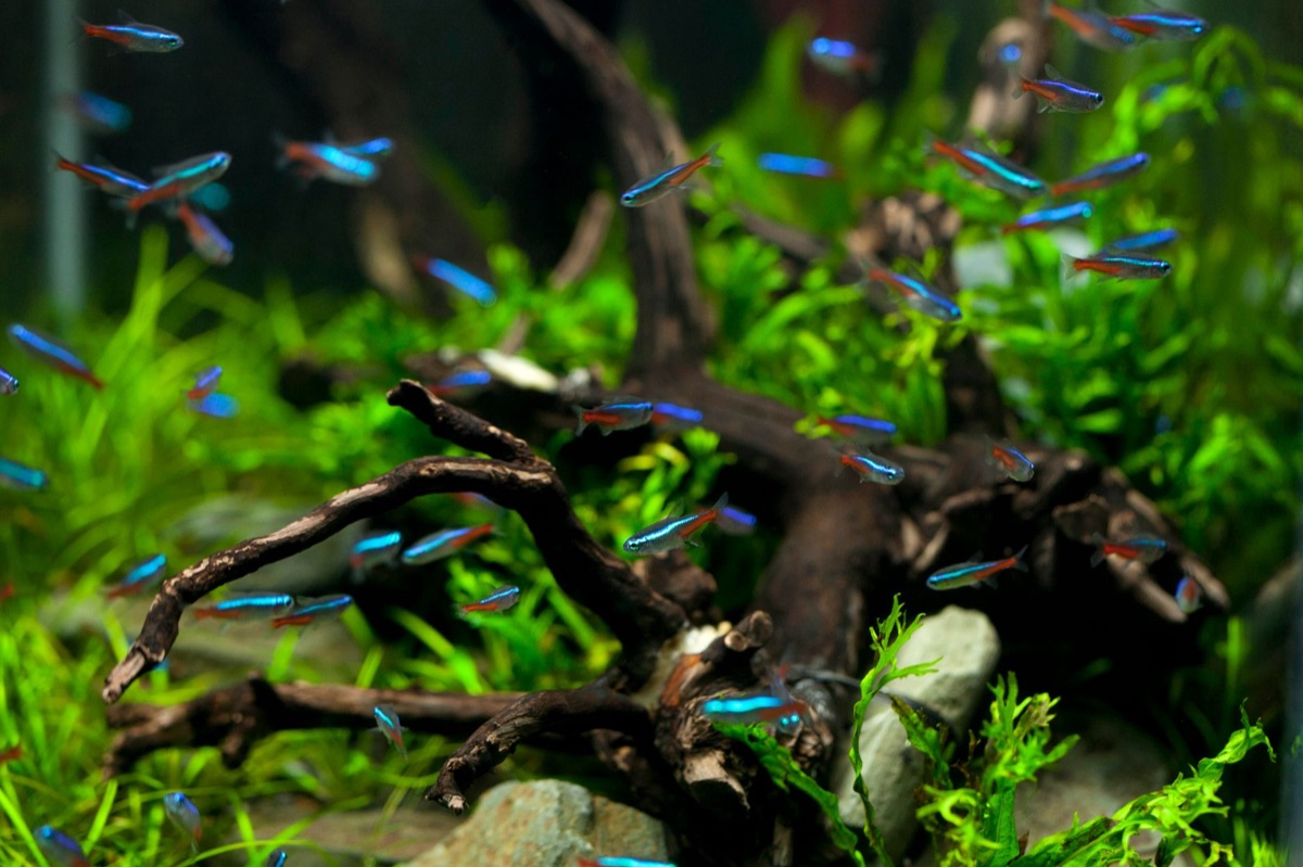 Risorse ittiche: tips per un acquario responsabile e sosteni