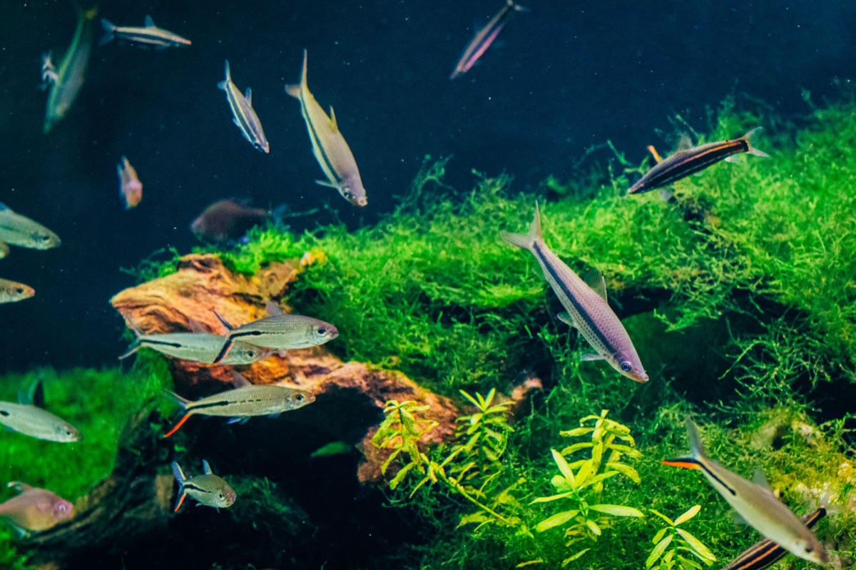 Risorse ittiche: tips per un acquario responsabile e sosteni