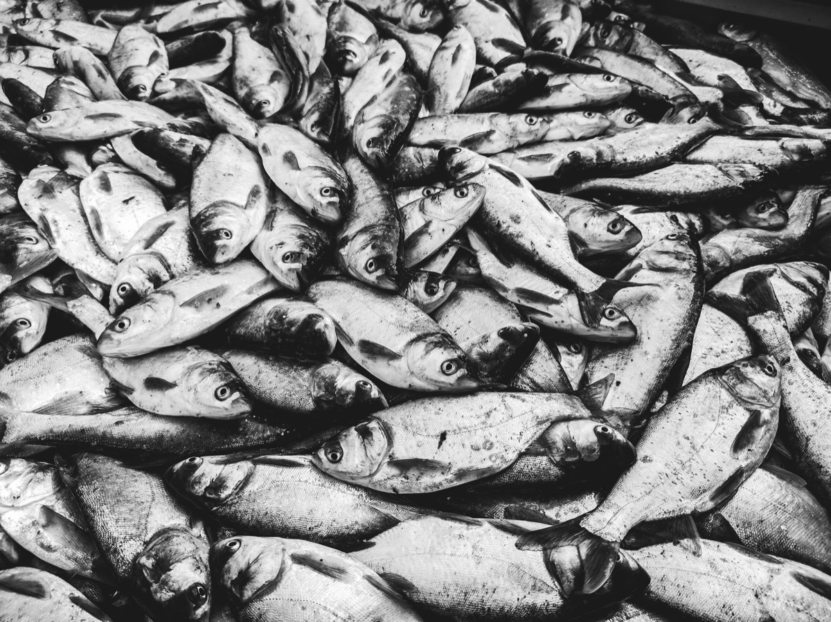 Linee guida internazionali per la pesca responsabile