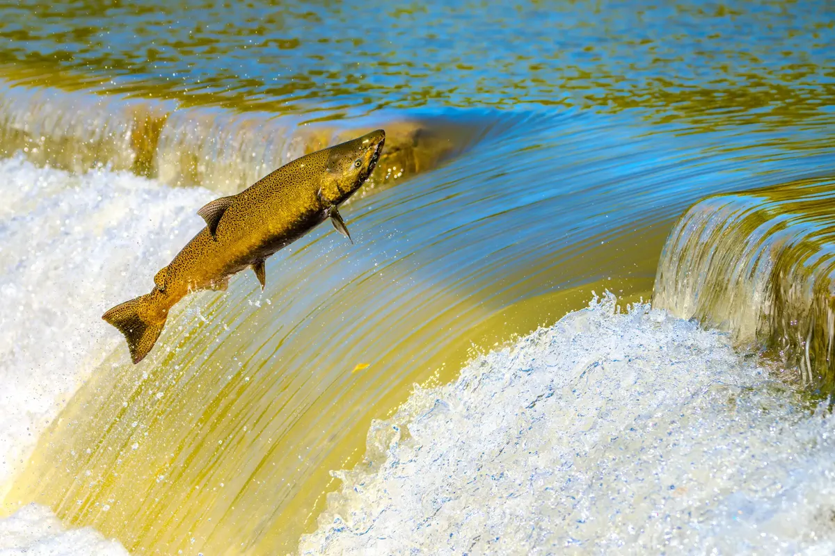 Chinook Salmon How to Keep Large 59 kg Fish