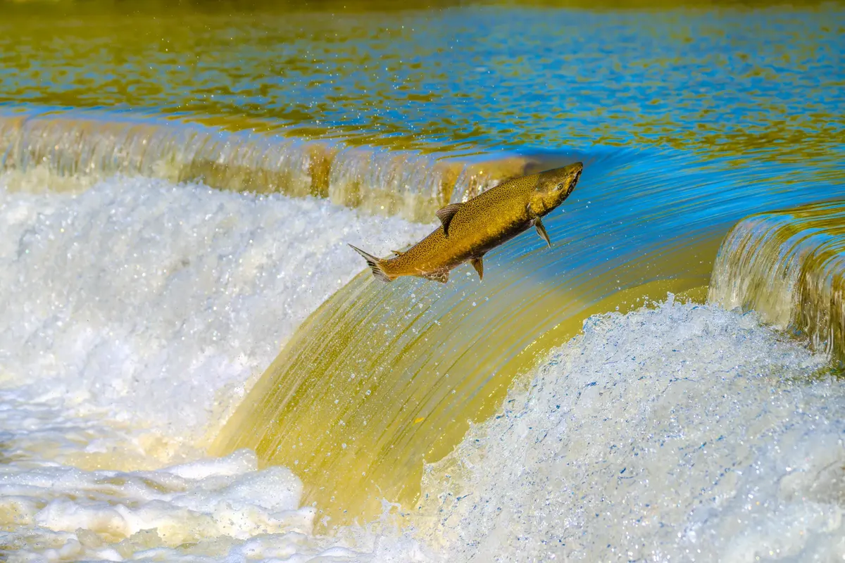 Vibrant image of a salmon leaping over a waterfall showcasing nature's resilience and adventure.