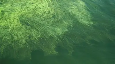 Nutrient management guide to prevent toxic algal blooms