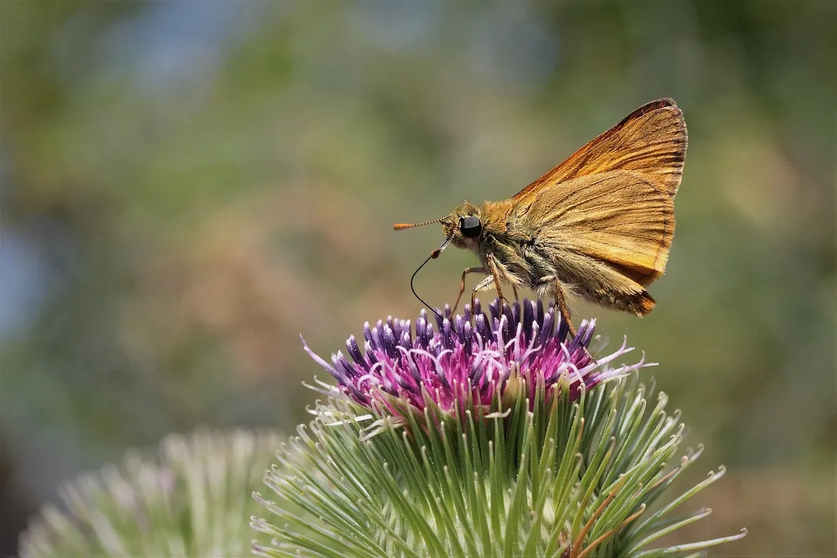 insect, nature, butterfly, entomology, flower wallpaper, flower background, pollination, blossom, bloom, beautiful flowers, wild plant, flower
