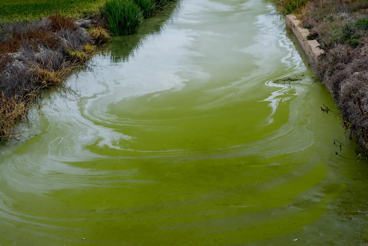 Vibrant green algae bloom in a natural waterway, showcasing environmental impact on aquatic ecosystems.