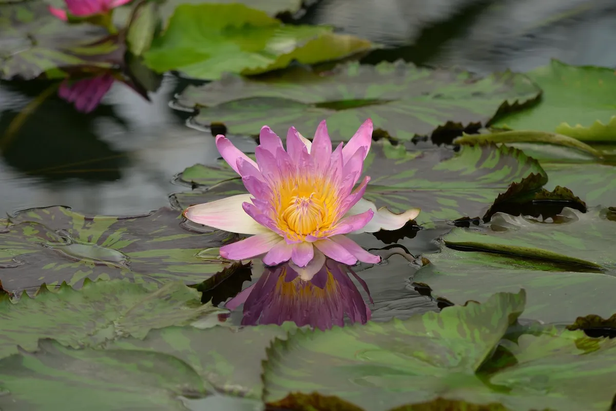 water lily, botany, pond, aquatic plant, nature, blossom, bloom, flower, beautiful flower, japan, japanese gardens, flower background, aquatic ecosystem, aquati
